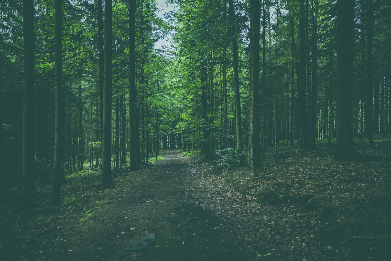 Canon EF 24-70mm F2.8L II USM sample photo. Nature, forest, trees, path photography