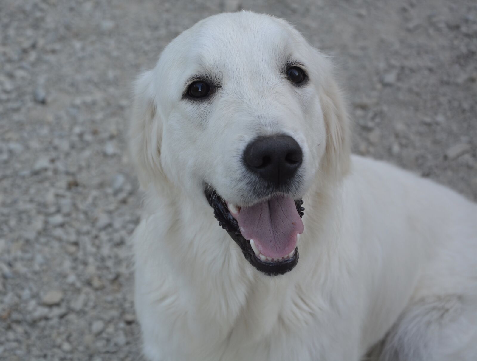 Nikon D5200 sample photo. Bitch, female, golden retriever photography