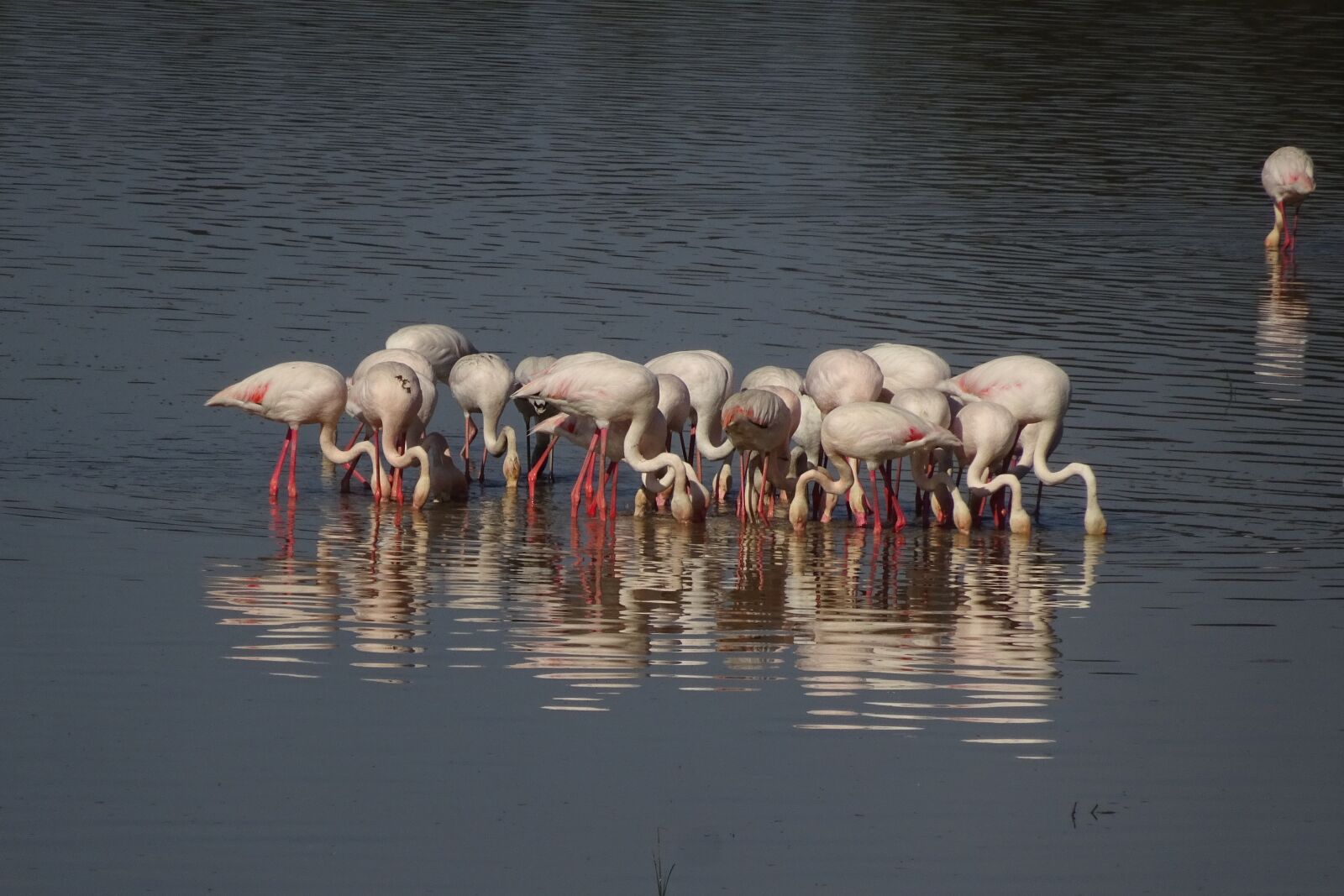 Sony Cyber-shot DSC-WX350 sample photo. Animals, flamingos, andalusia photography