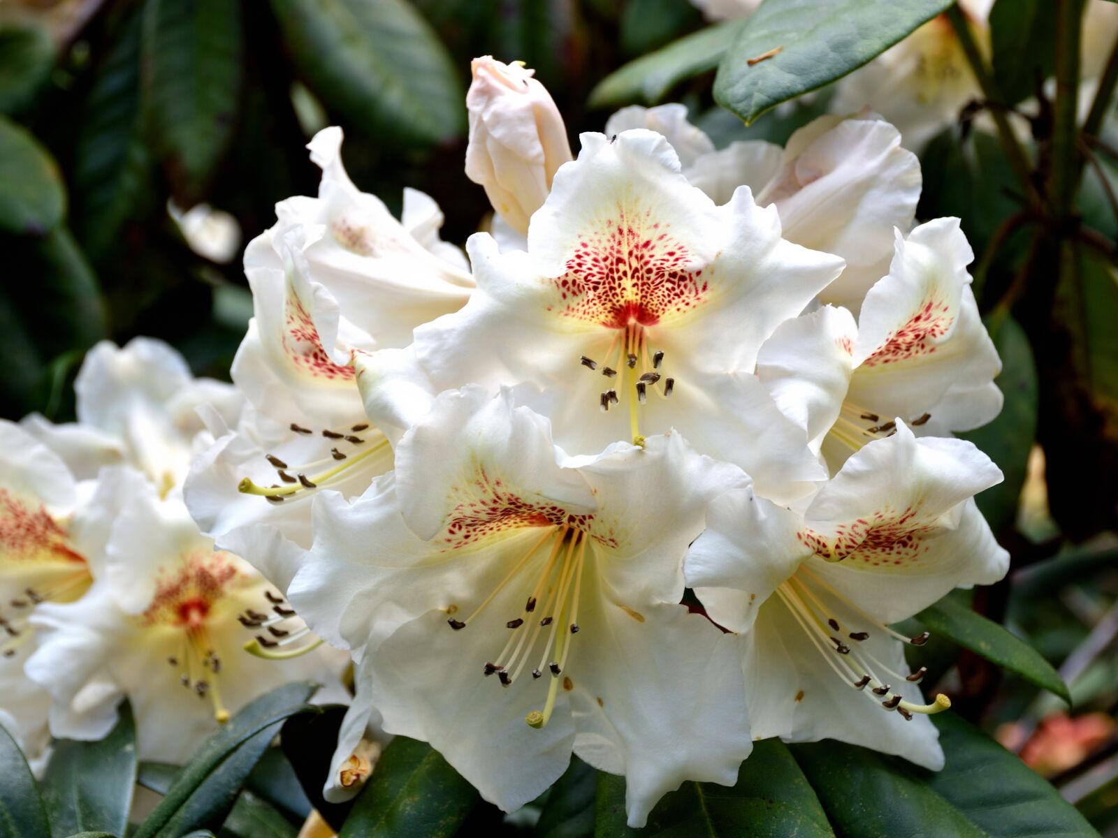 Nikon D5500 sample photo. Rhododendron, flower, plant photography