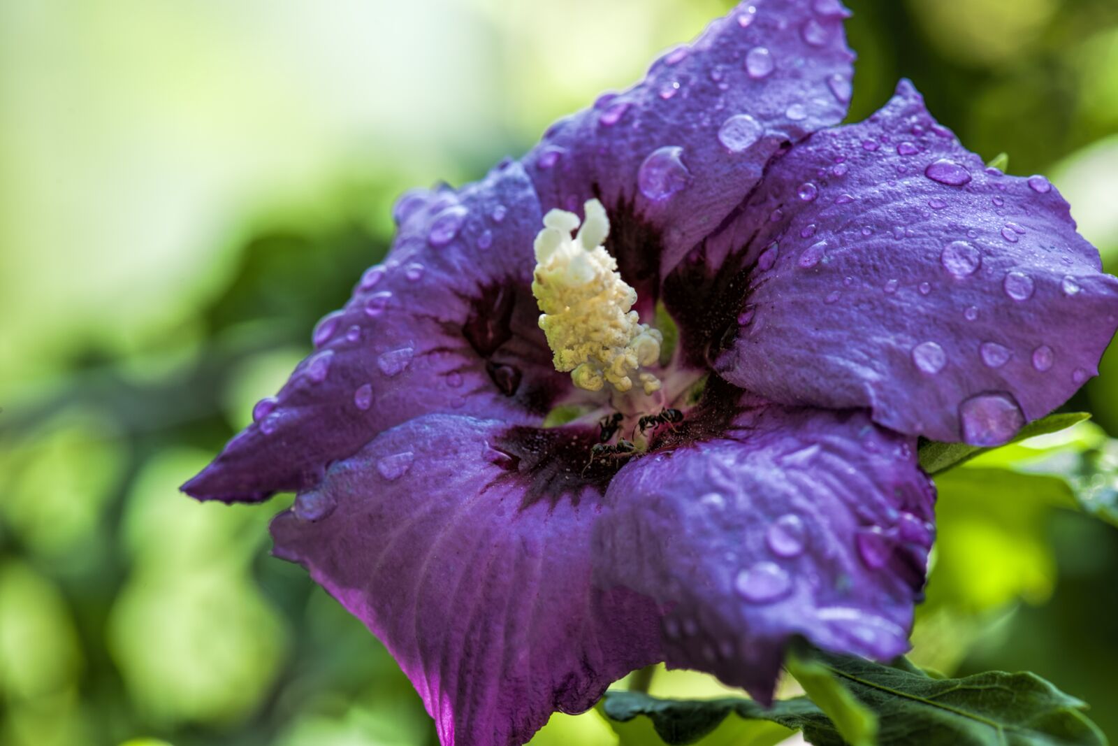 Nikon D3X sample photo. Blossom, hibiscus, flower photography
