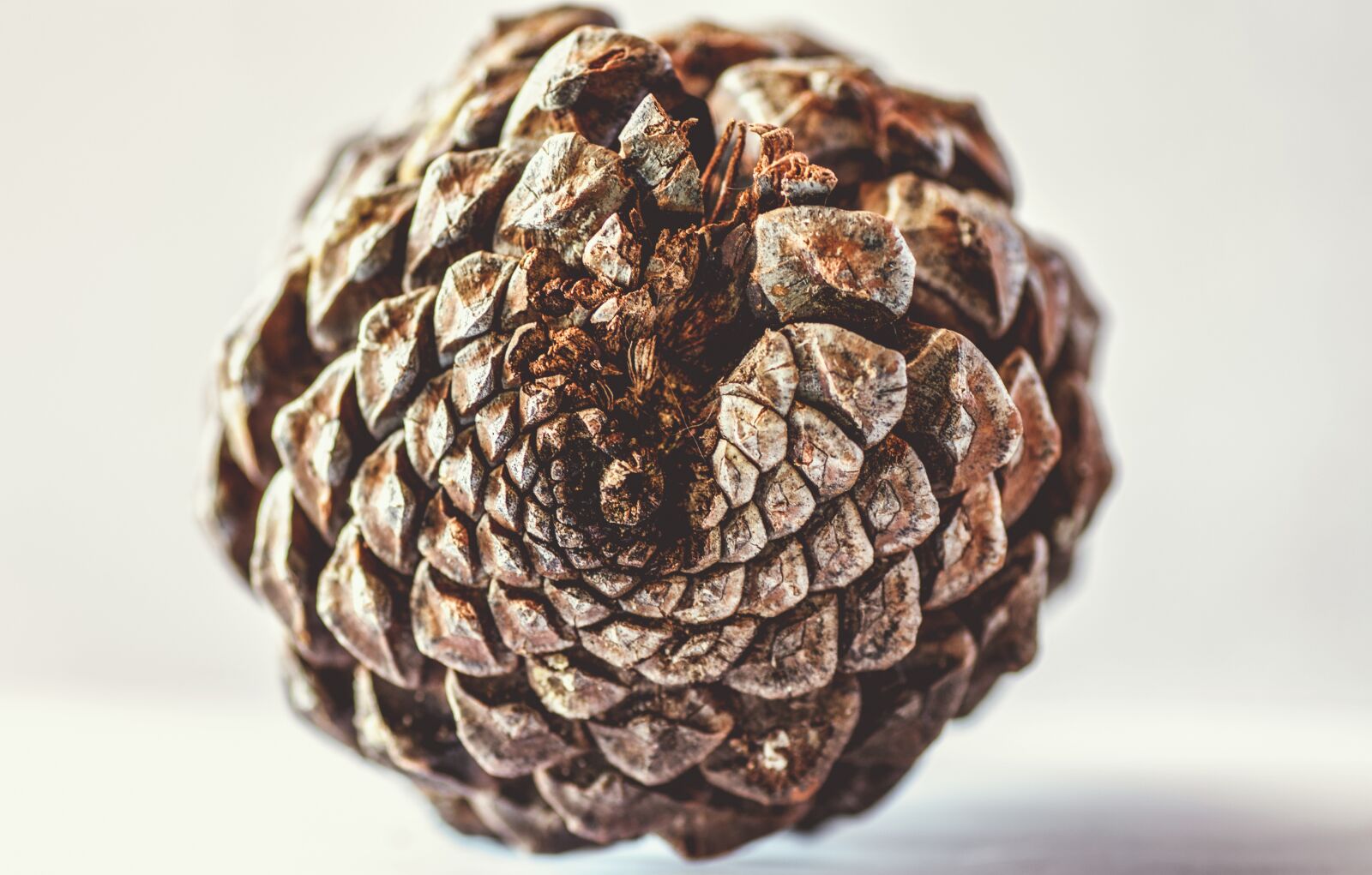 Tamron SP 90mm F2.8 Di VC USD 1:1 Macro sample photo. Pinecone, pine, tree photography