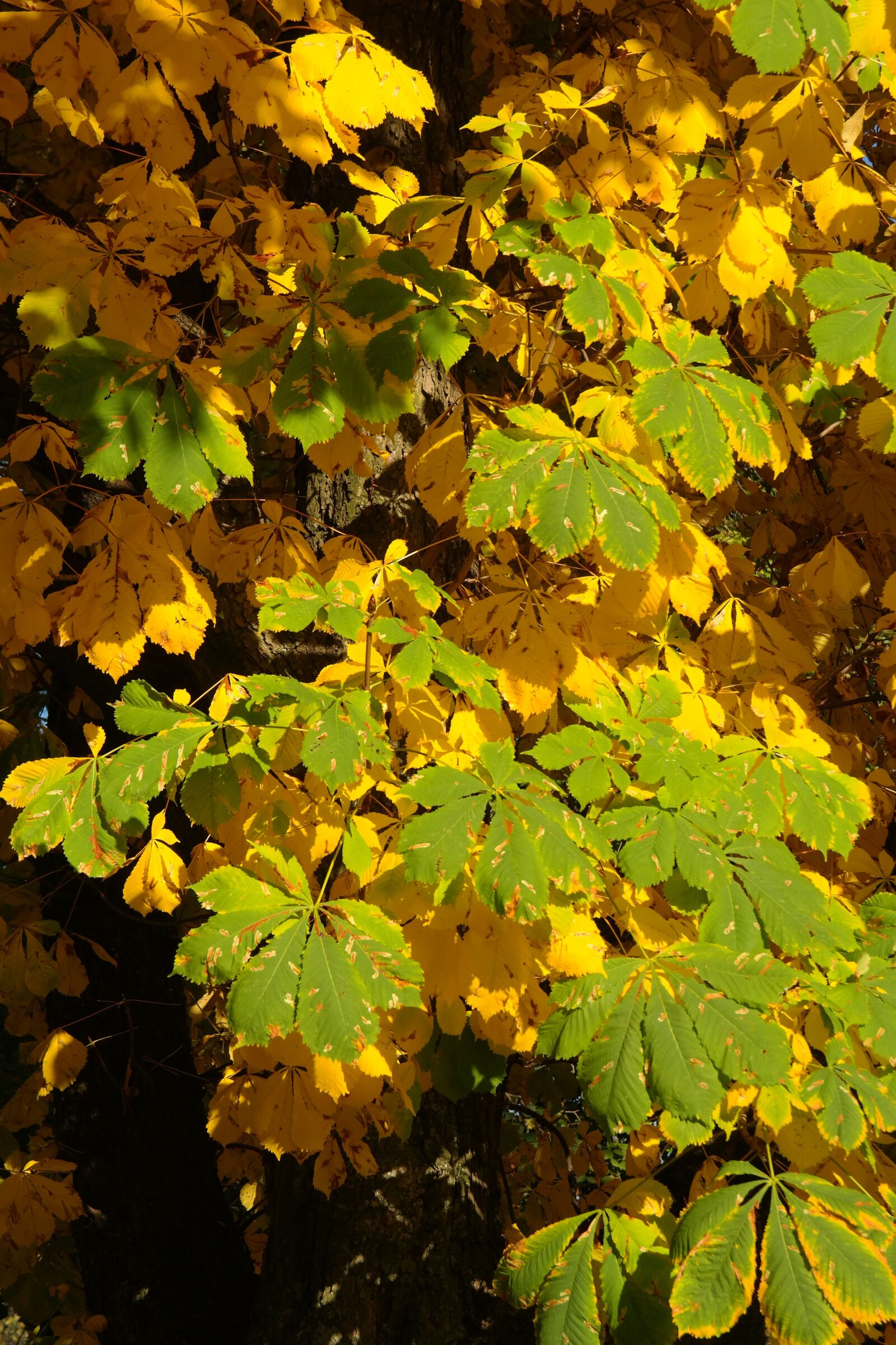 Samsung NX300 sample photo. Chestnut leaves, autumn, fall photography