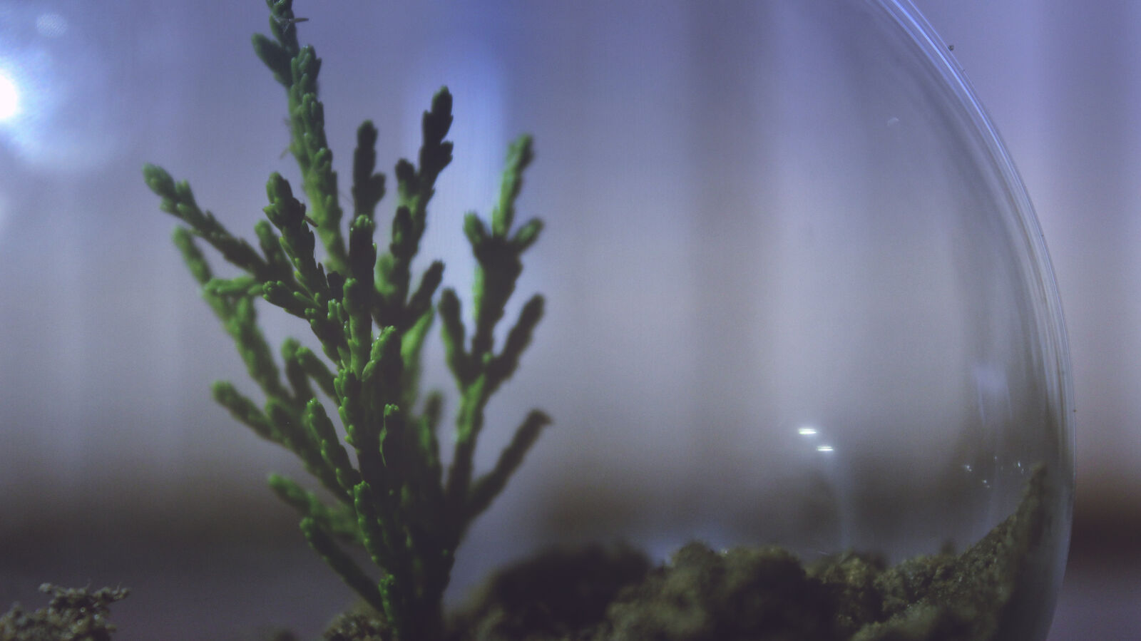 Canon EOS 600D (Rebel EOS T3i / EOS Kiss X5) sample photo. Biology, blur, close, up photography