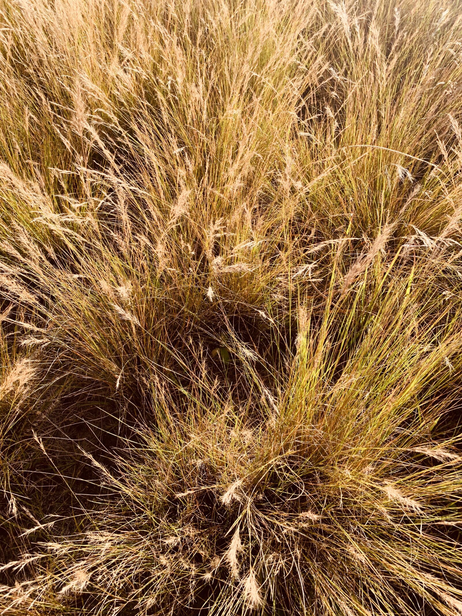 Apple iPhone XR sample photo. Grass, nature, plant photography