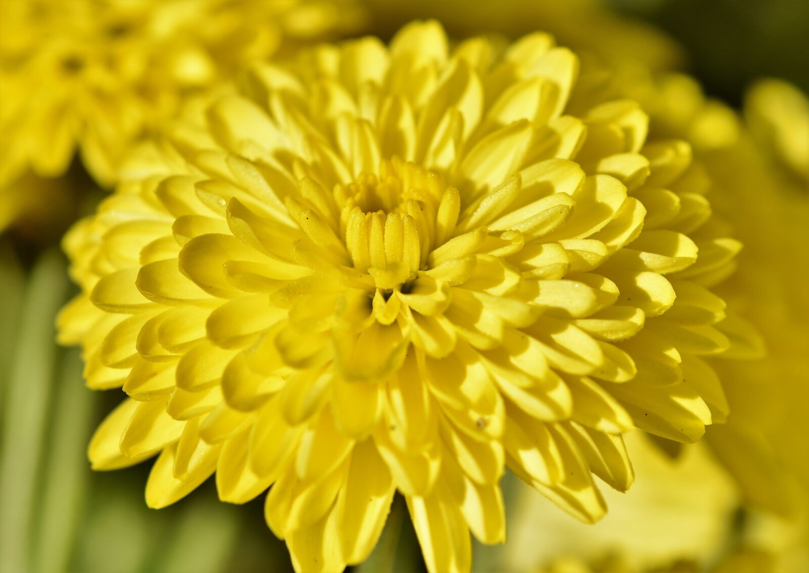 Nikon D7200 sample photo. Herbstaster, aster, blossom photography