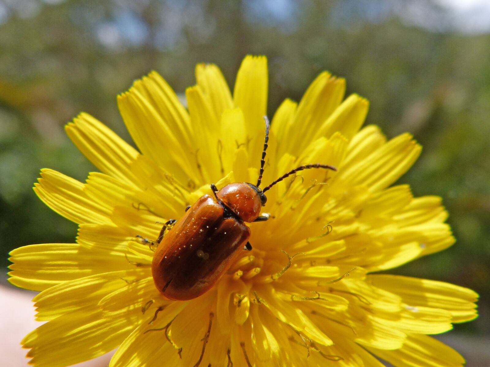 Panasonic DMC-FZ62 sample photo. Weevil, orange beetle, detail photography