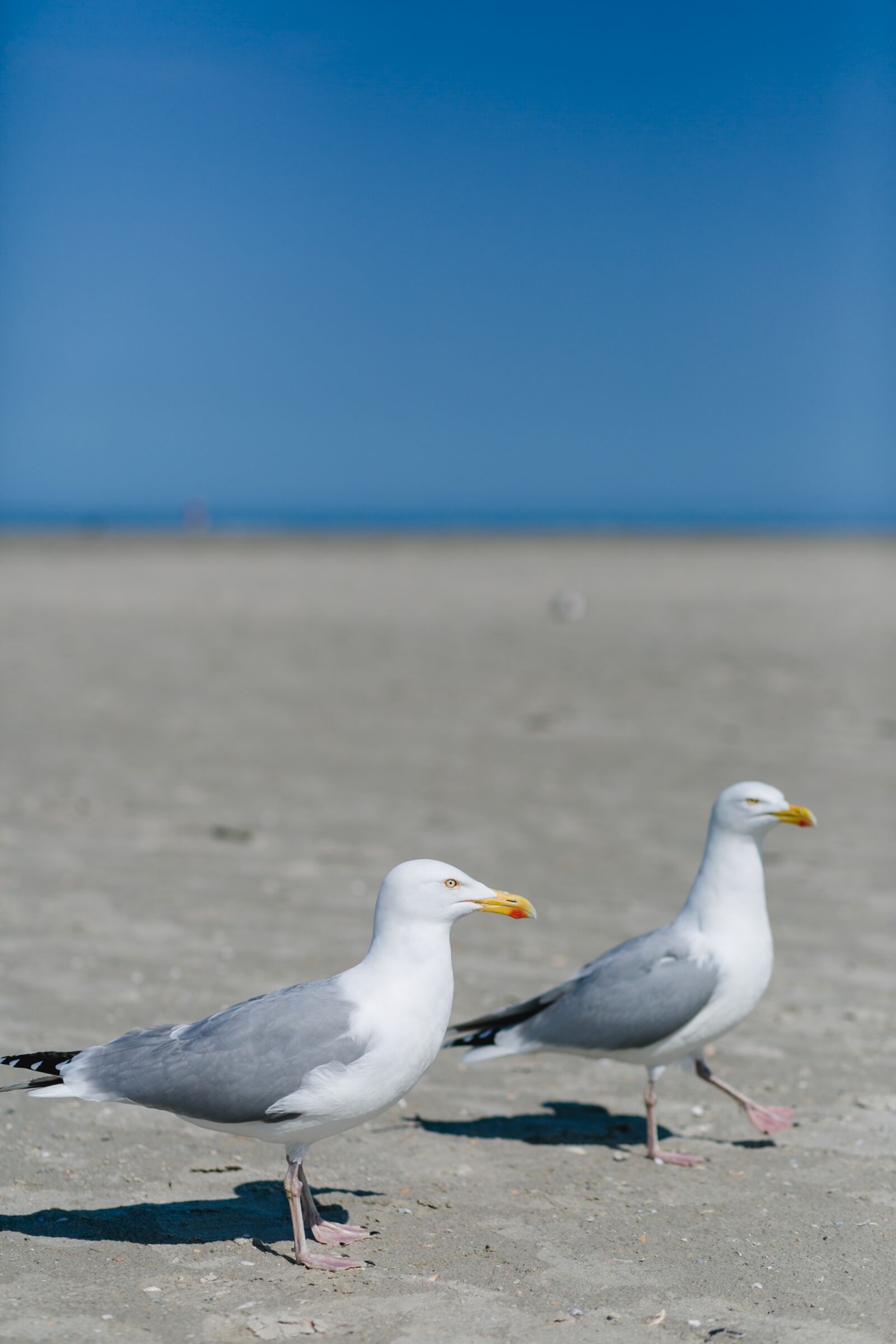 Canon EF 85mm F1.8 USM sample photo. Seagull, north sea, bird photography