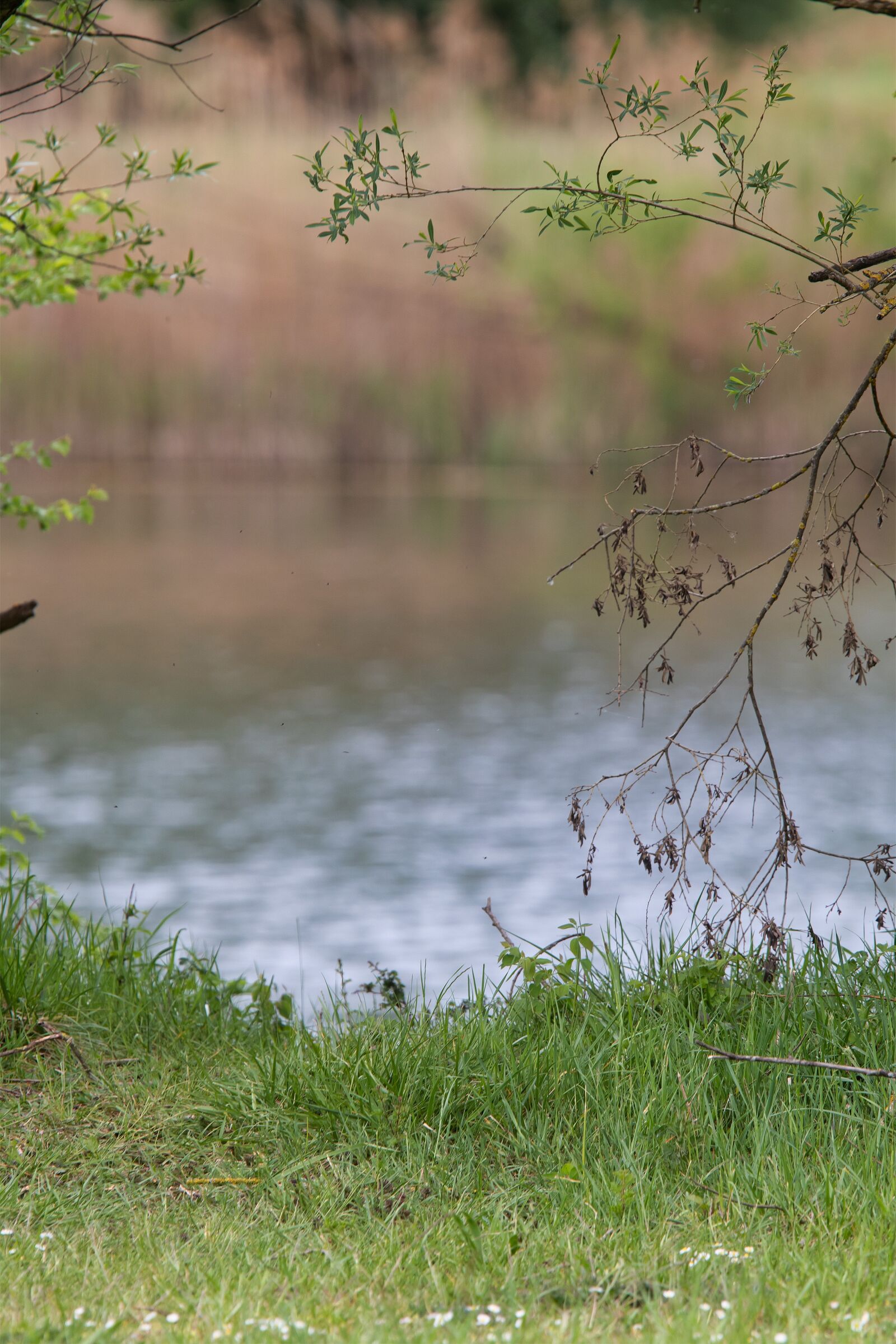 Canon EF 300mm F2.8L IS USM sample photo. Grass, water, nature photography