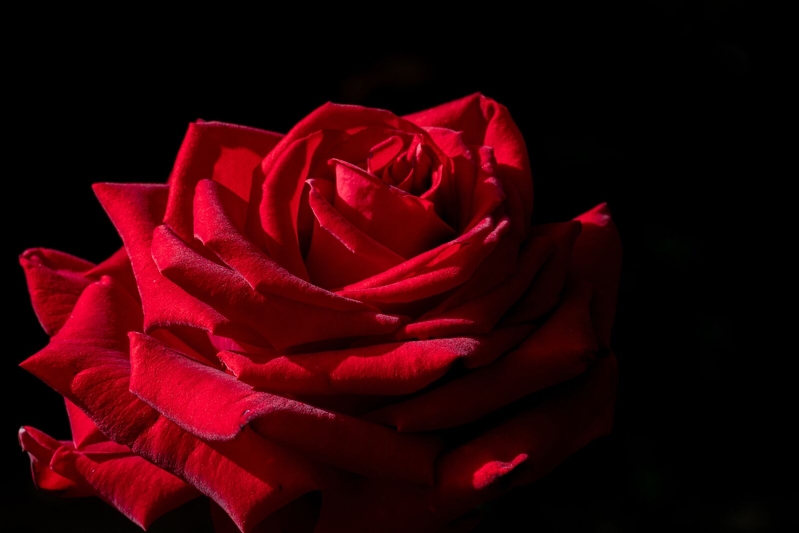 Nikon D500 sample photo. Plant, rosa, nature photography