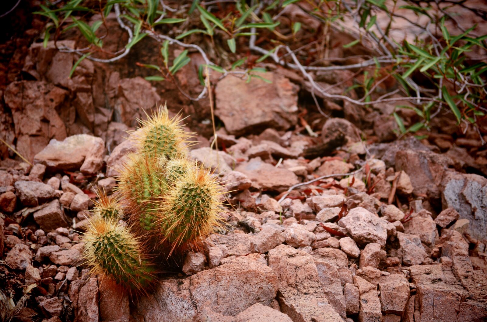 Nikon D5100 sample photo. Cactus, desert, rock photography