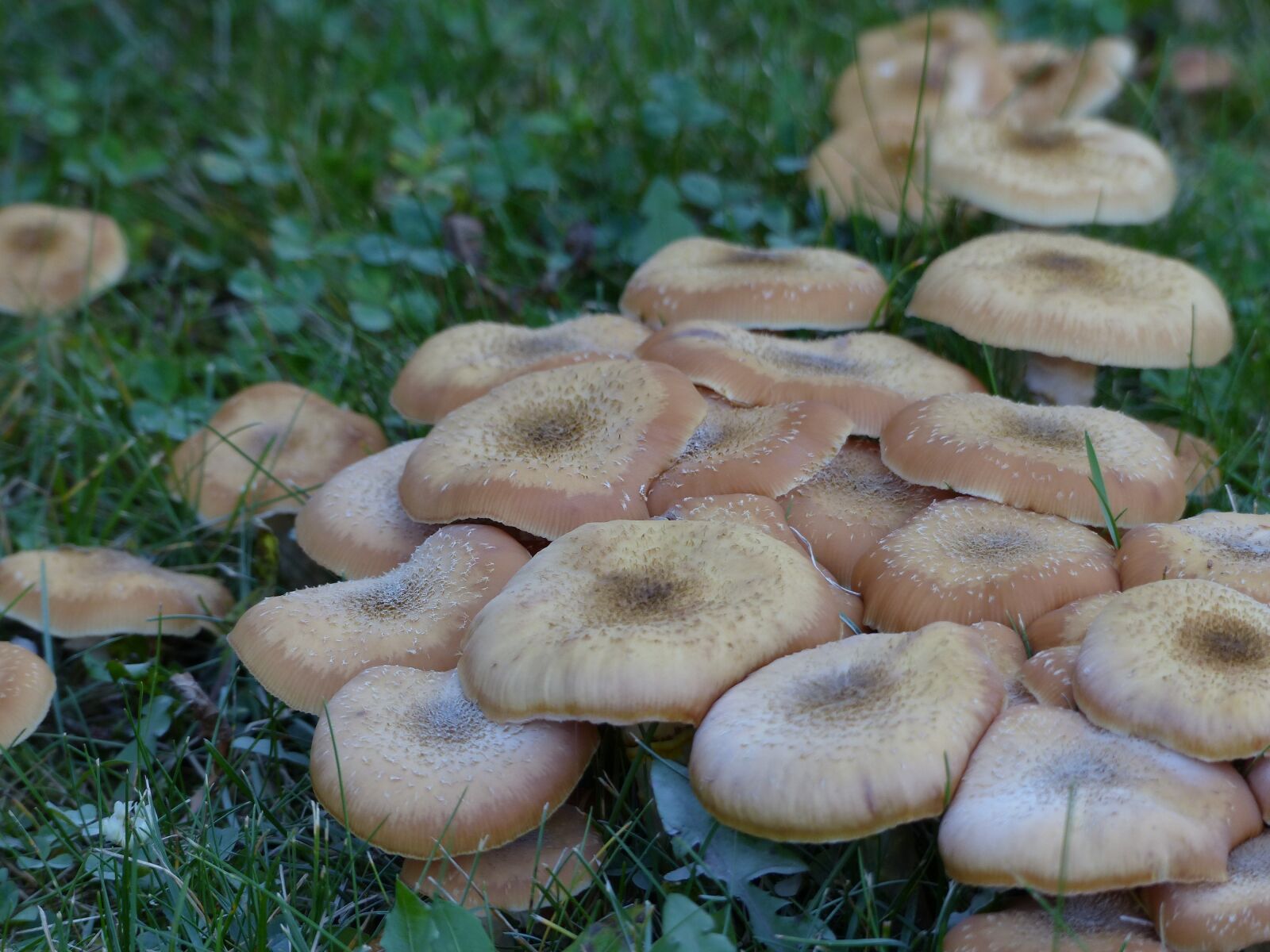 Panasonic Lumix DMC-FZ200 sample photo. Wild, mushrooms, cluster photography