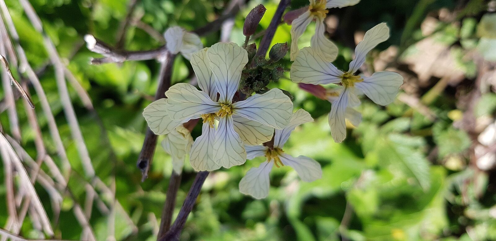 Samsung Galaxy S8 sample photo. Nature, plant, botany photography