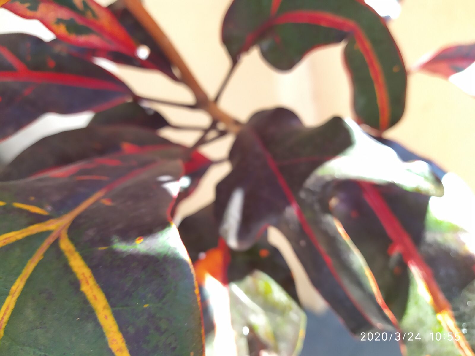 Xiaomi Redmi Note 7 sample photo. Nature, plant, brazil photography