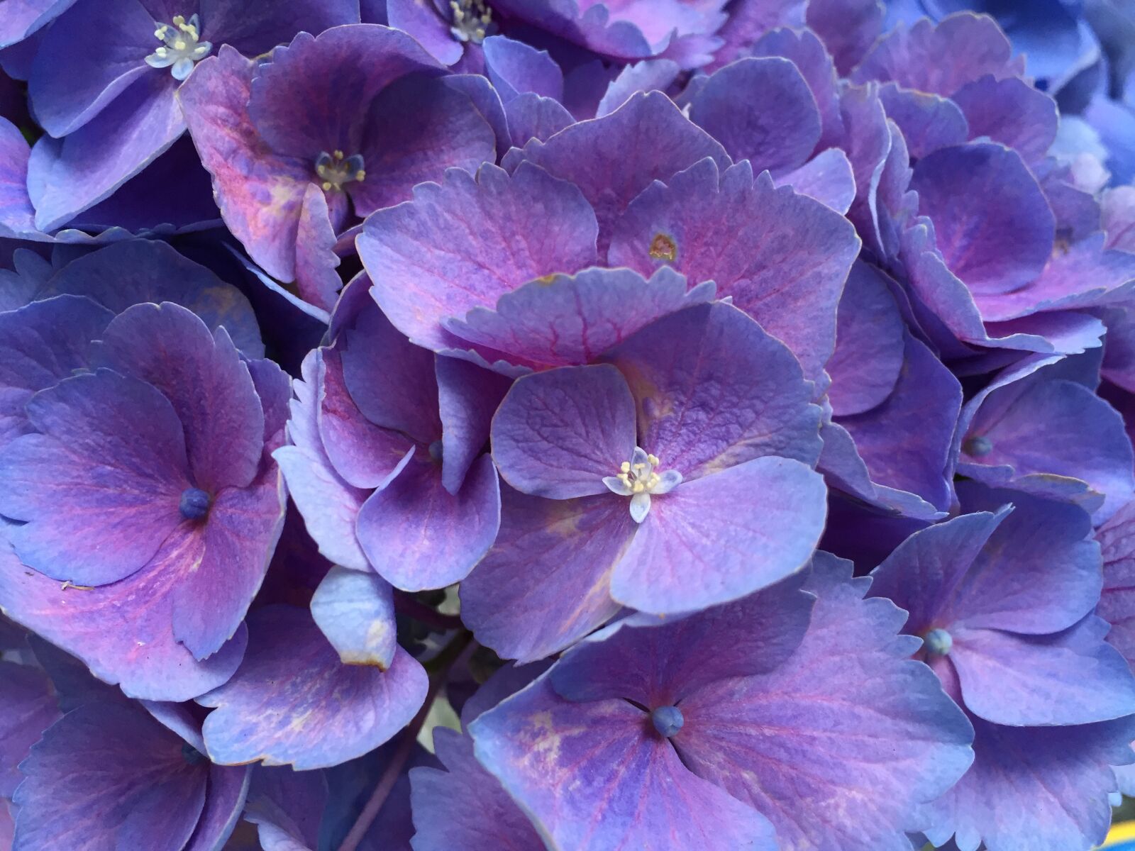 iPhone 6 back camera 4.15mm f/2.2 sample photo. Hydrangea, purple flowers, petals photography