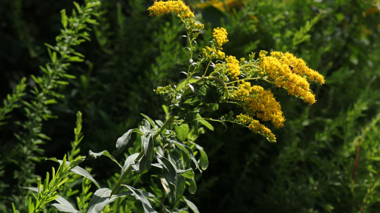 Canon EOS 80D sample photo. Backyard, flowers, summer photography