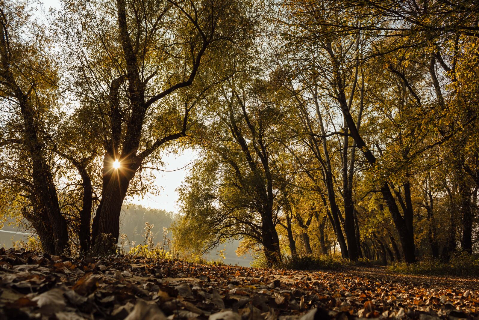 Canon EF-S 18-55mm F3.5-5.6 IS sample photo. Autumn, forest path, sunrays photography
