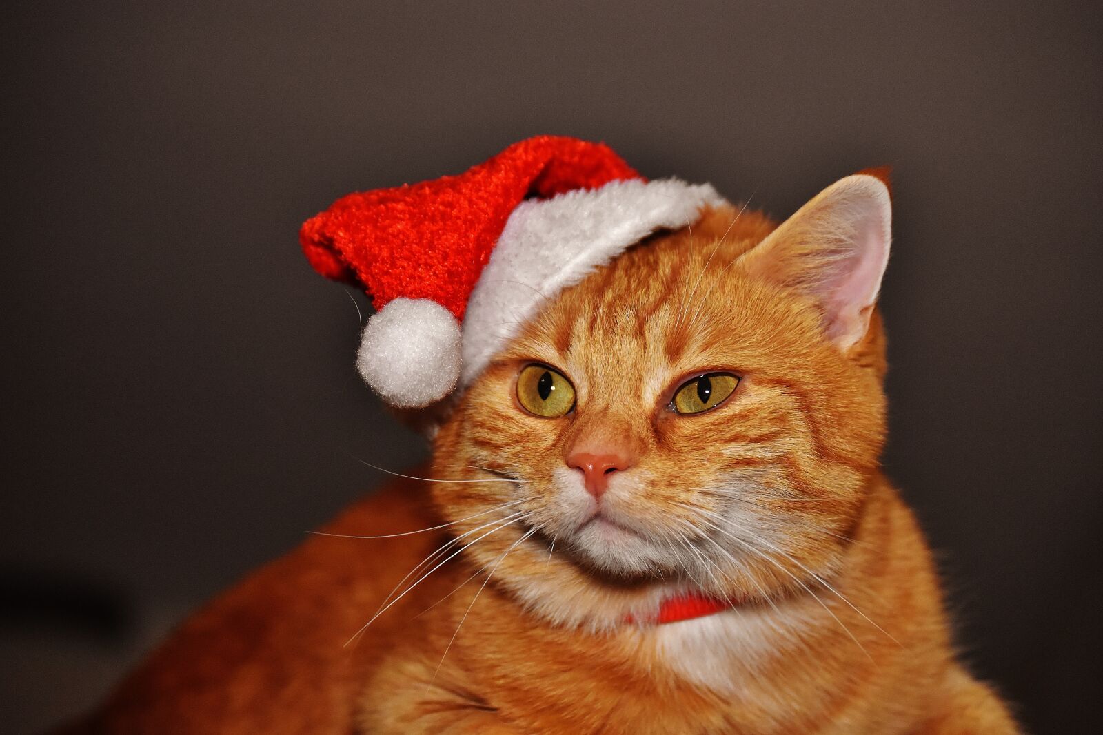 Nikon D7200 sample photo. Cat, red, christmas photography
