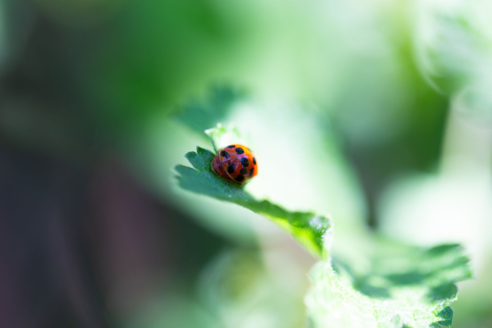 Canon EF 100mm F2.8L Macro IS USM sample photo. Ladybug, painted, children drawing photography