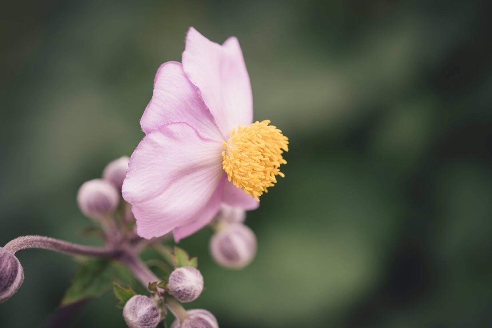Nikon D750 sample photo. Anemone, flower, blossom photography