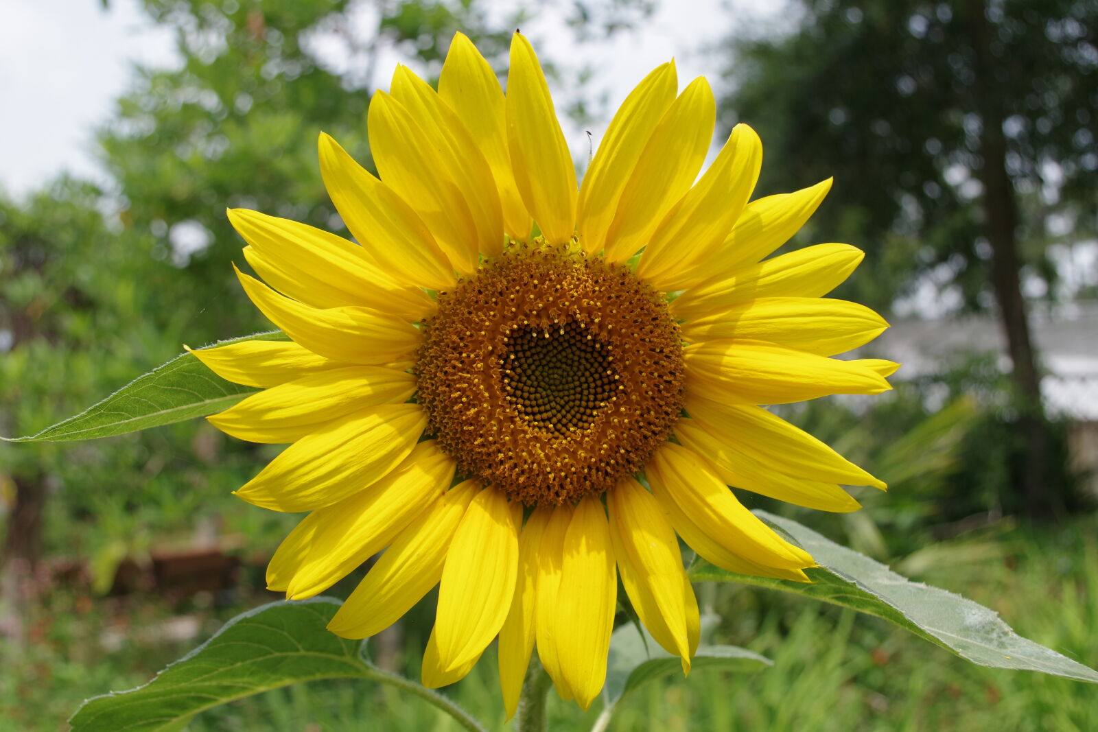 Pentax K-S1 + smc PENTAX-DA L 18-55mm F3.5-5.6 sample photo. Bright, cheerful, flower, sunflower photography