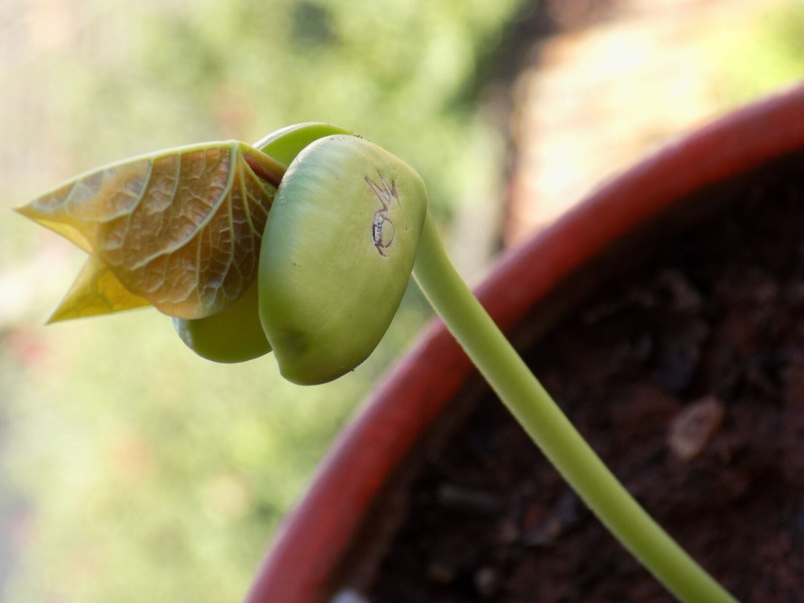 Nikon COOLPIX L340 sample photo. Plants, carnivorous, nature photography