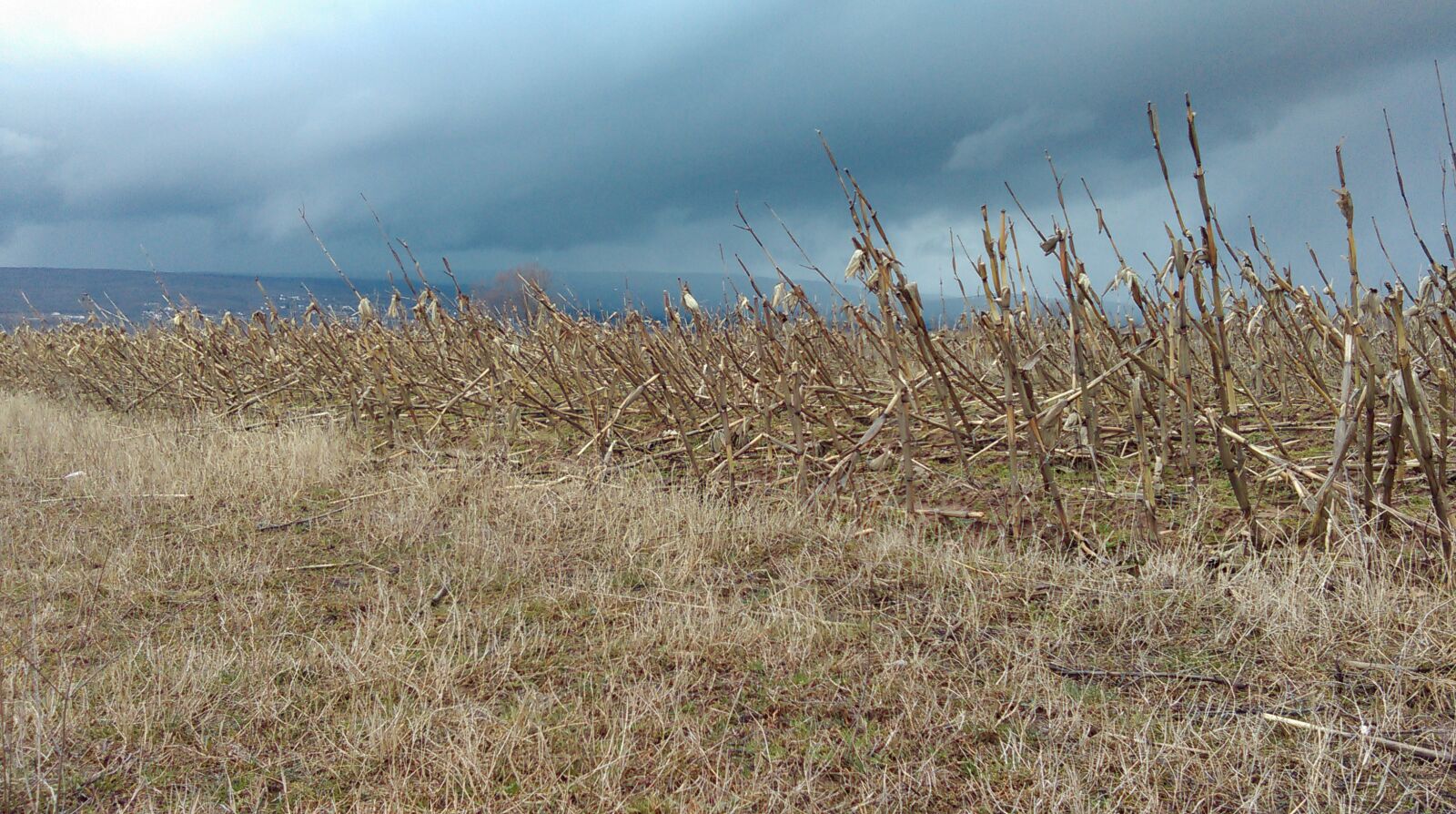 HTC DESIRE 610 sample photo