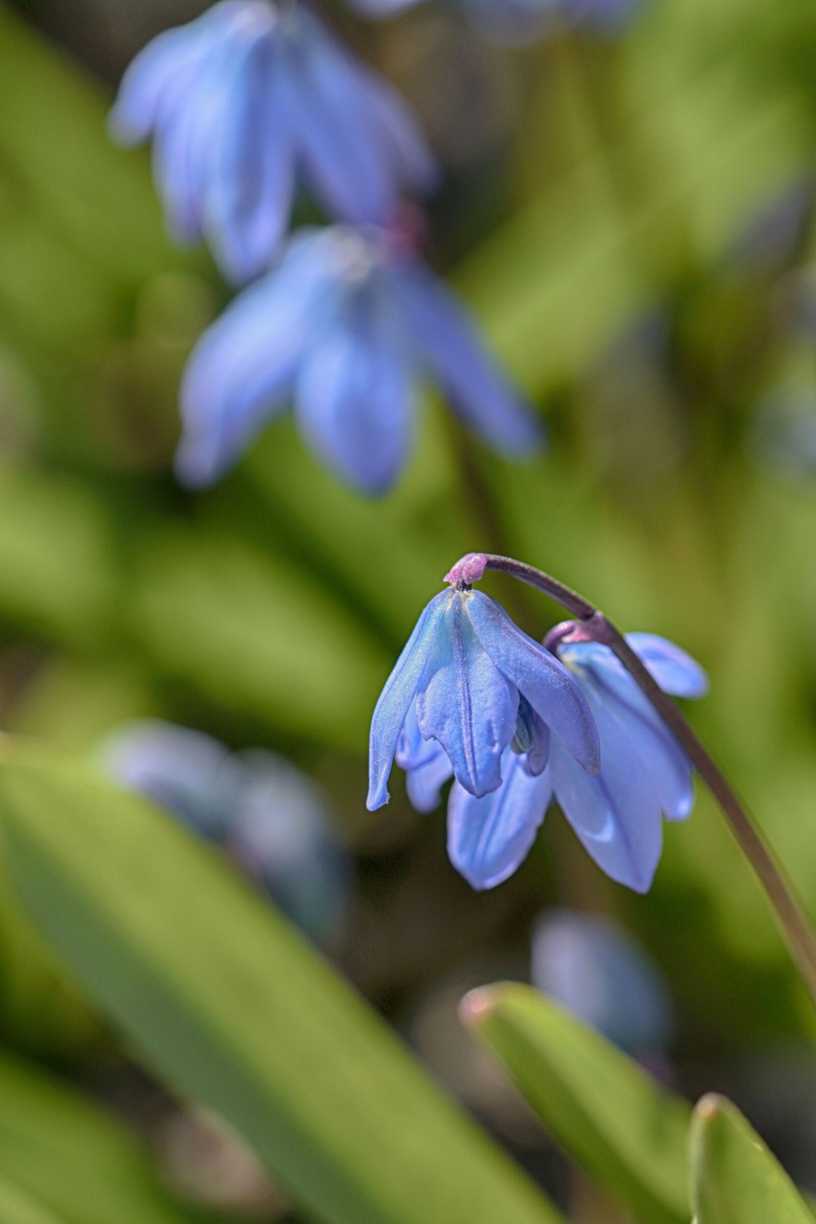 Canon EOS 7D Mark II sample photo. Nature, flora, flower photography