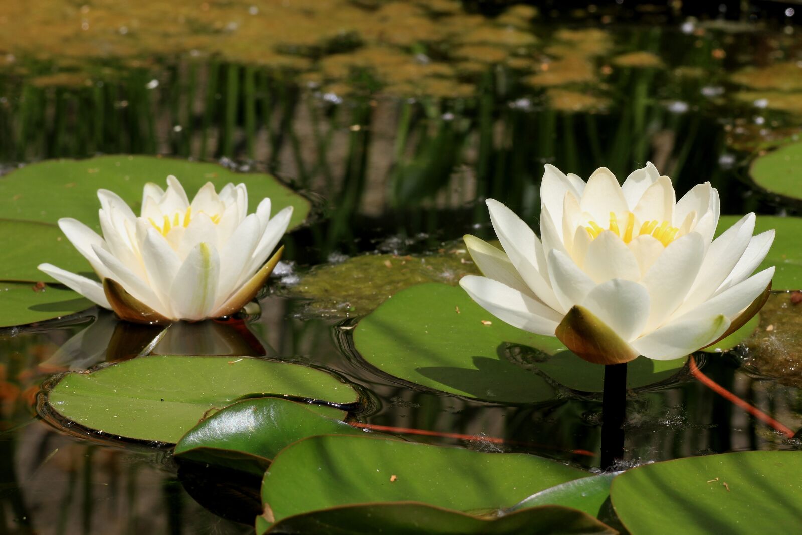 Canon EOS 7D sample photo. Lotus, aquatic plant, lotus photography
