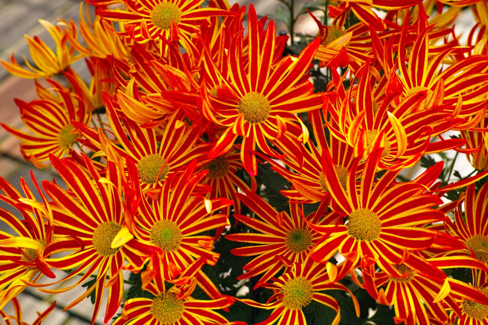 Sigma DP3 Merrill sample photo. Chrysanthemum, spray mom, flowers photography