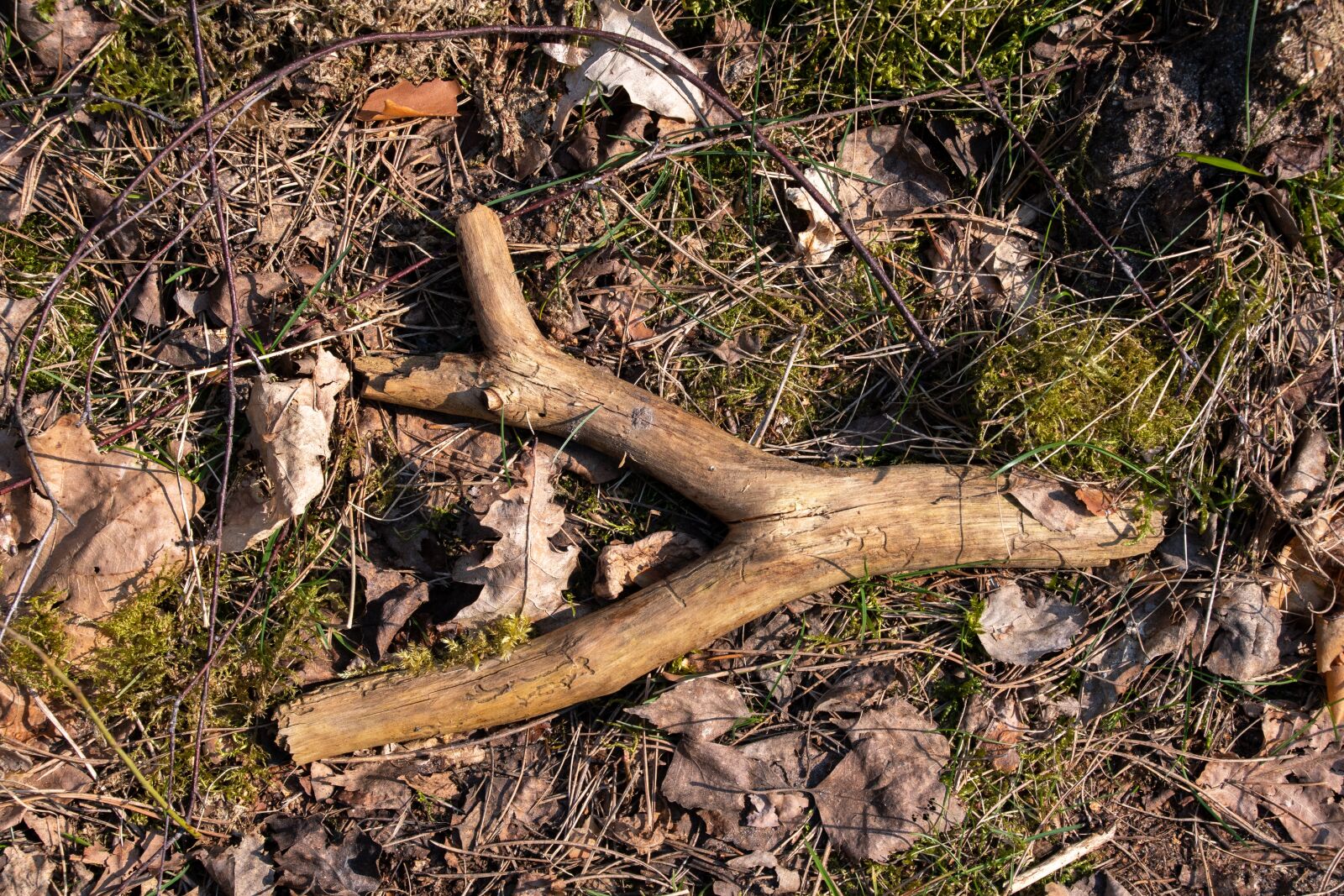 Nikon D500 sample photo. Nature, forest, tree photography
