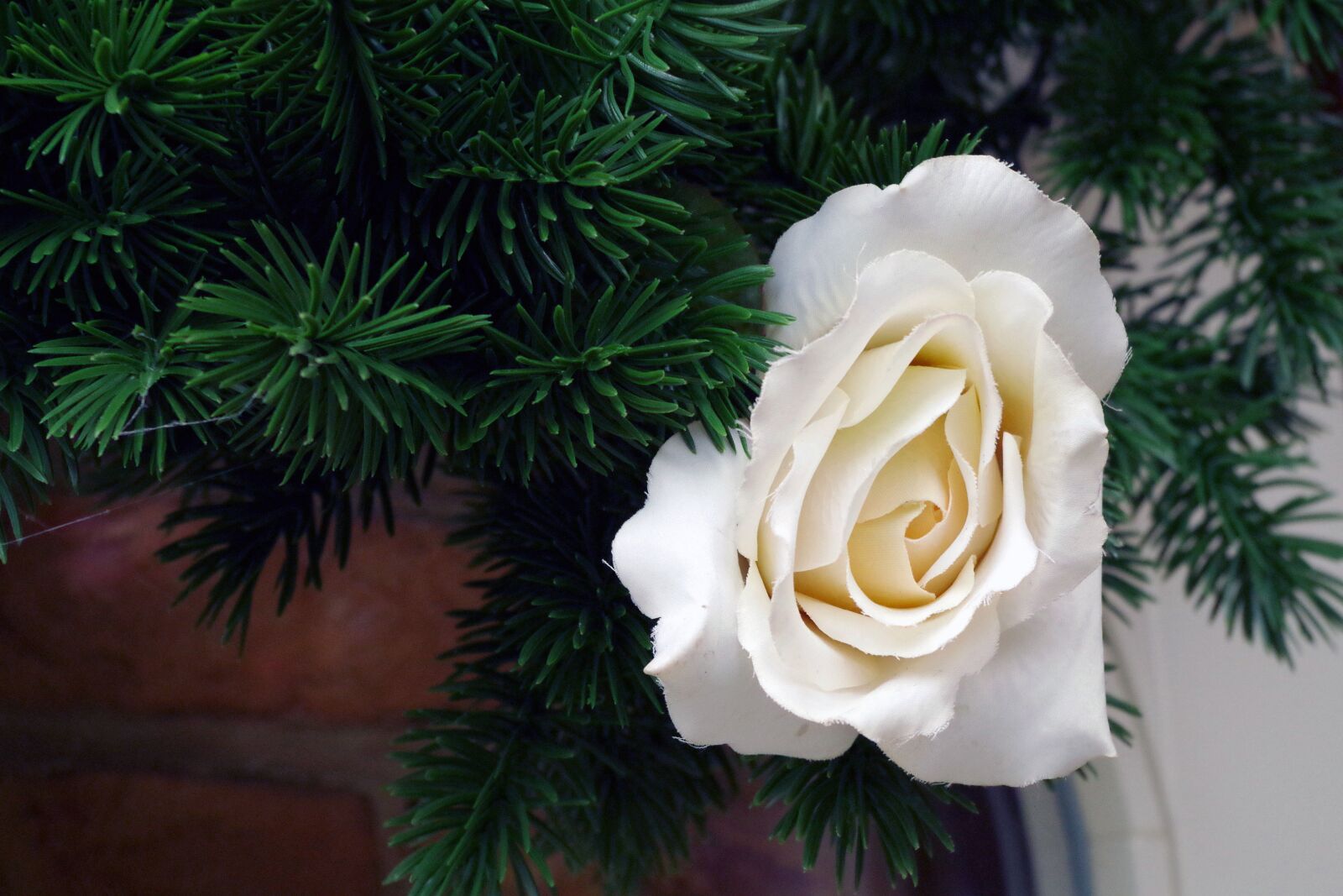 Pentax K-500 sample photo. Rose, flower, blossom photography