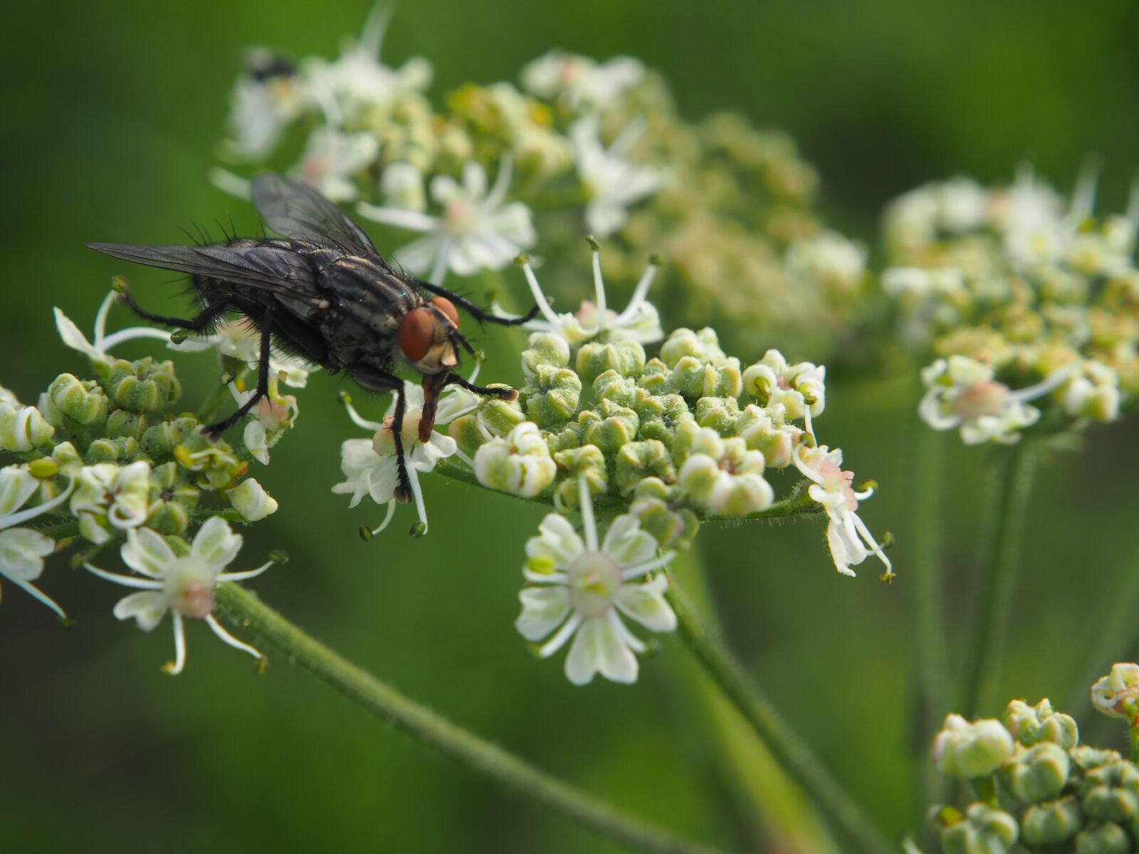 Olympus OM-D E-M10 sample photo. Blossom, bloom, fly photography