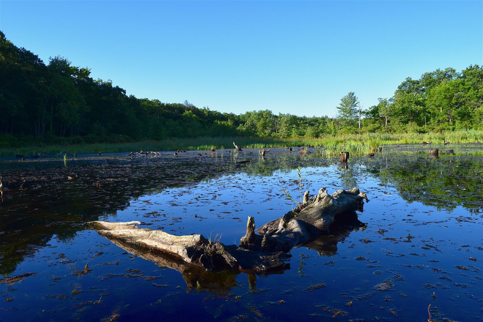 Nikon D3300 sample photo. Lake, morning, summer photography