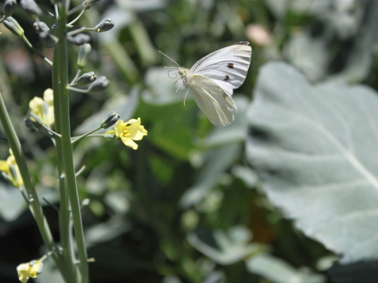 Canon EOS 500D (EOS Rebel T1i / EOS Kiss X3) sample photo. Butterfly, flower, garden photography