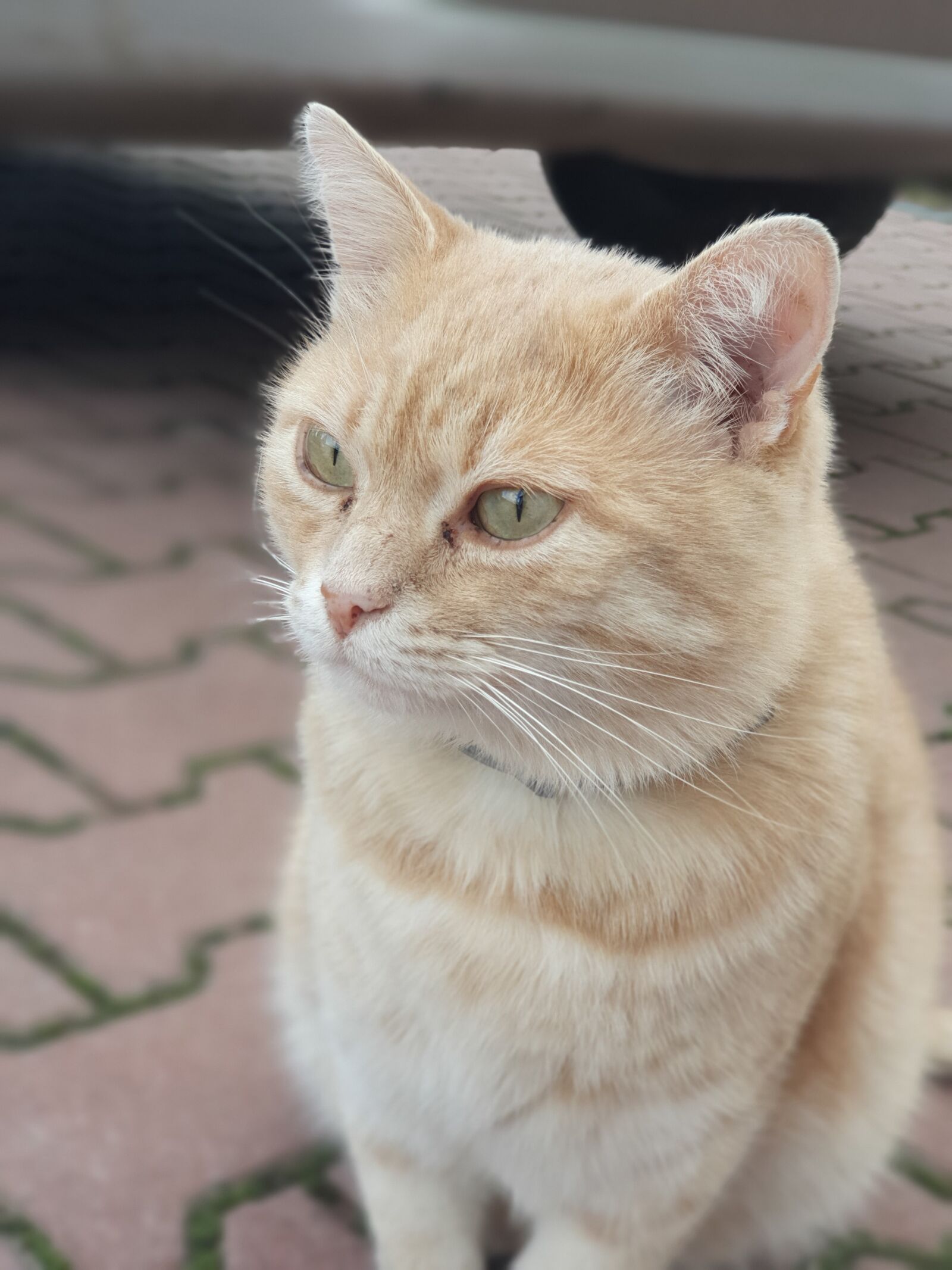 Samsung SM-G973F sample photo. Cat, animal, pet photography