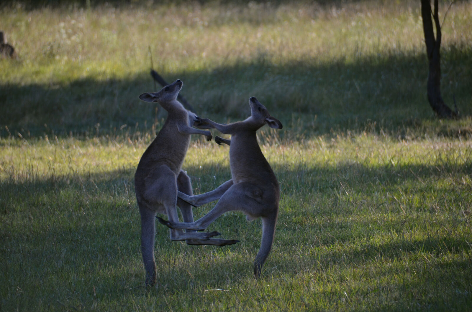 Nikon D7000 sample photo. Kangaroos, fighting photography
