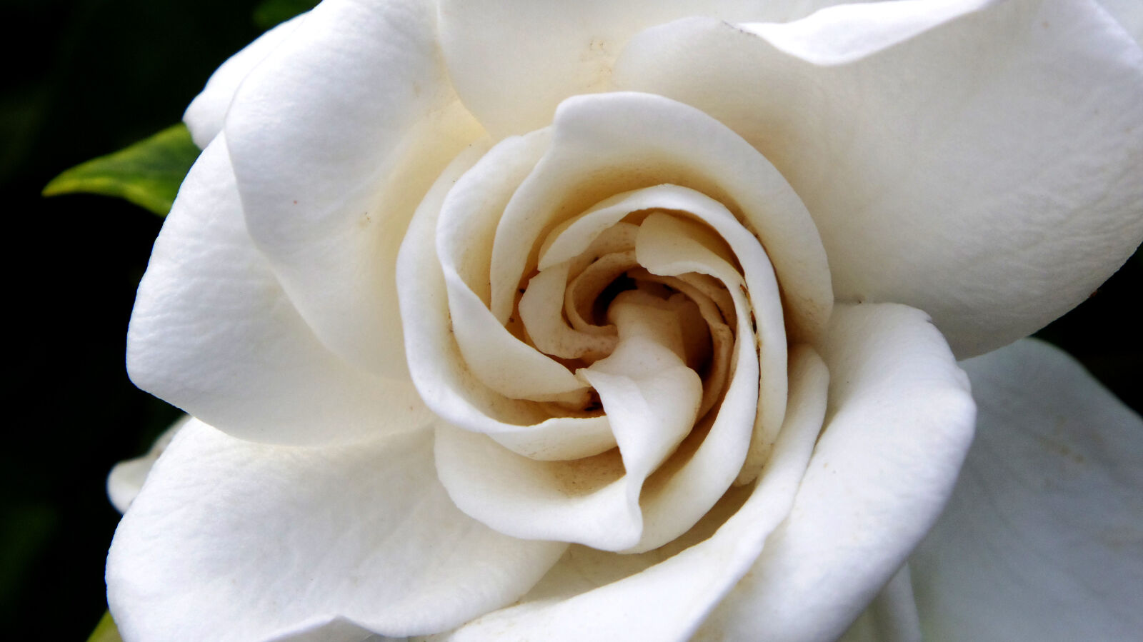 Pentax Q10 sample photo. Flower, gardenia photography
