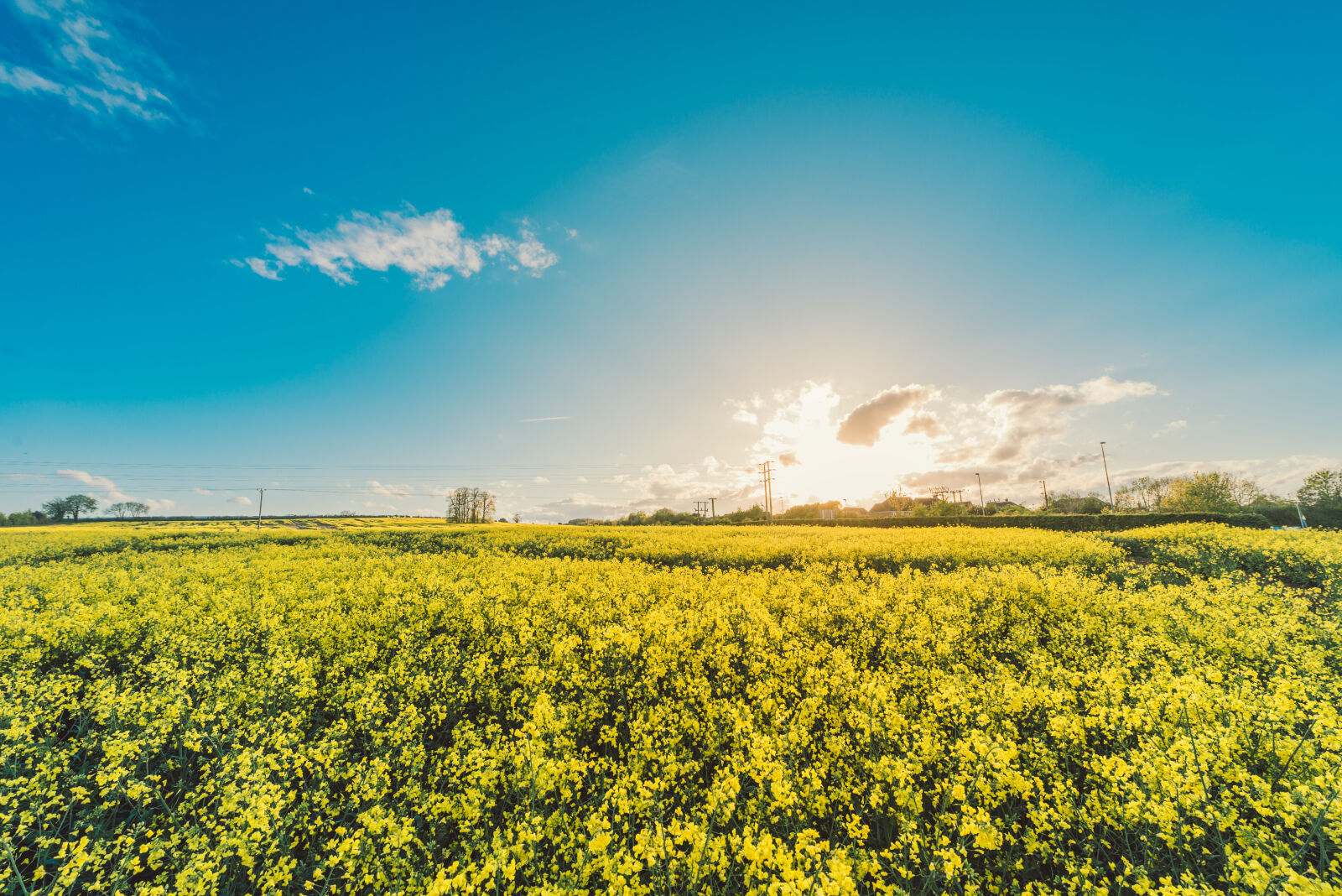 Nikon AF-S Nikkor 14-24mm F2.8G ED sample photo. Field, flowers, yellow, agriculture photography