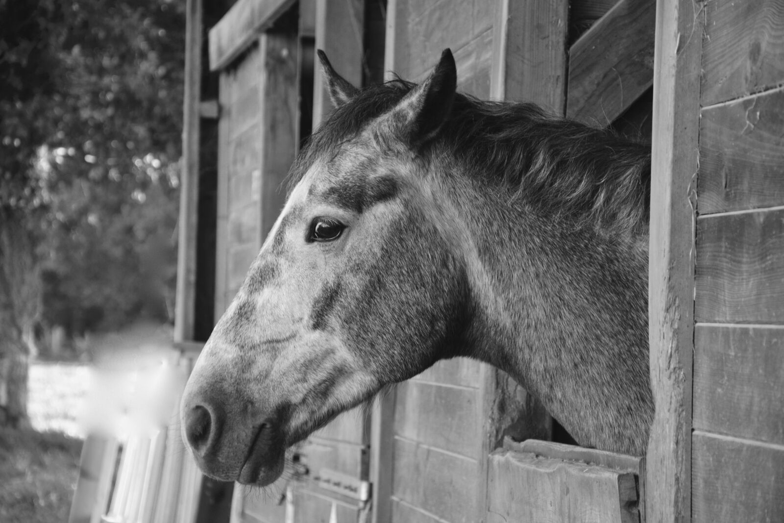 Nikon D5200 sample photo. Horse, photo black white photography