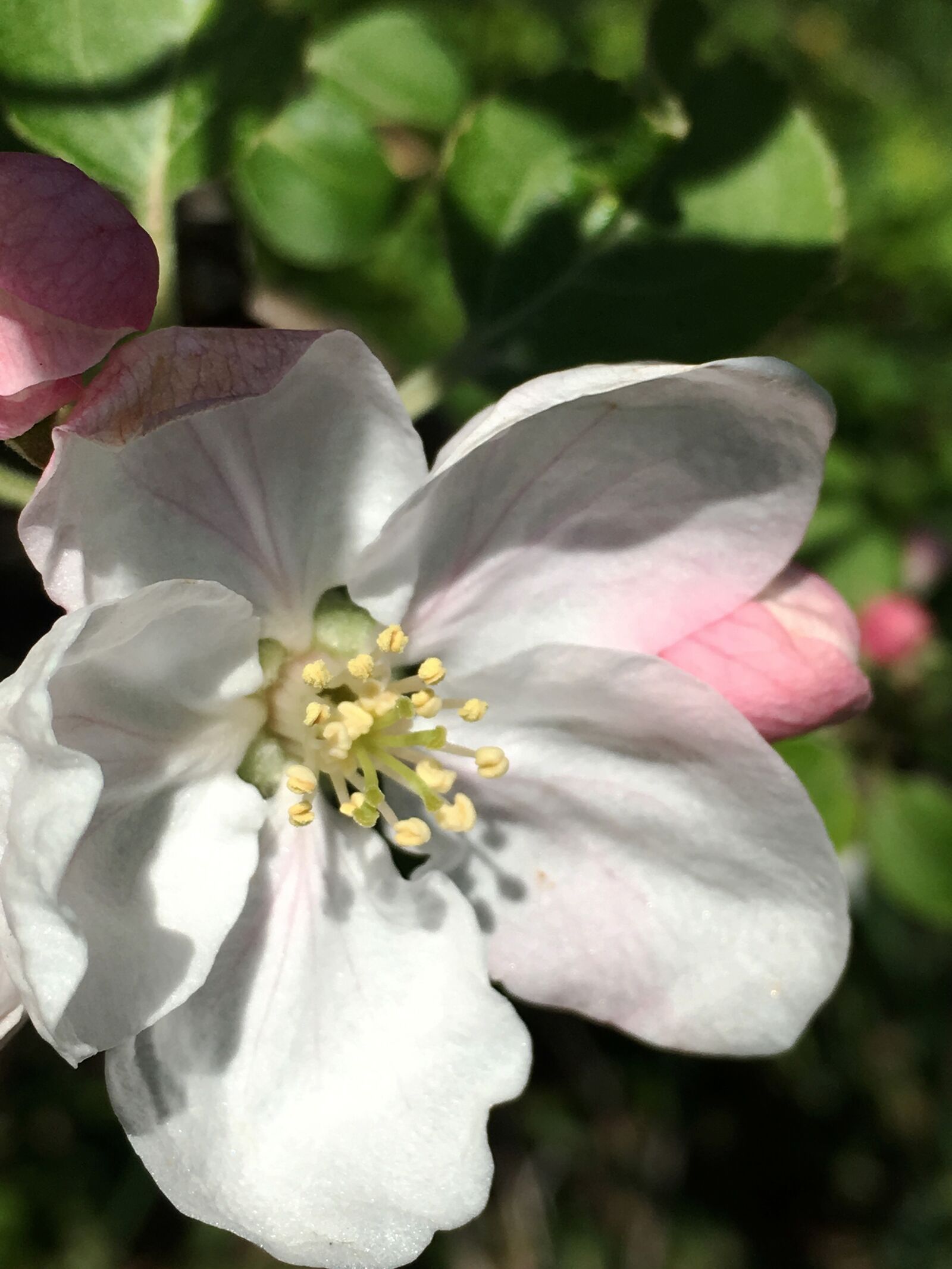 Apple iPhone 6s sample photo. Flower, apple, blossom photography