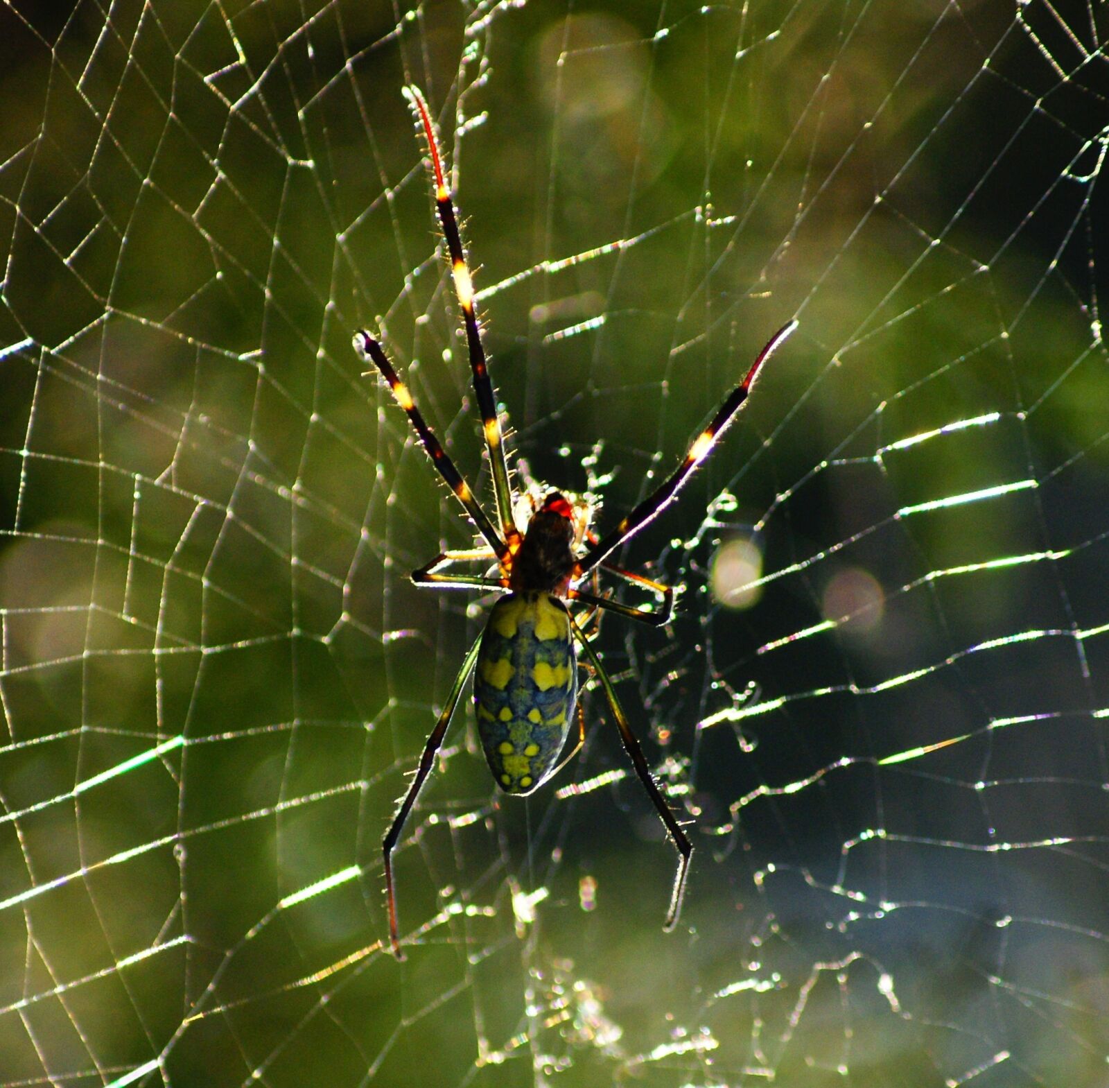 Sony Alpha DSLR-A230 sample photo. Spider, web, spider web photography