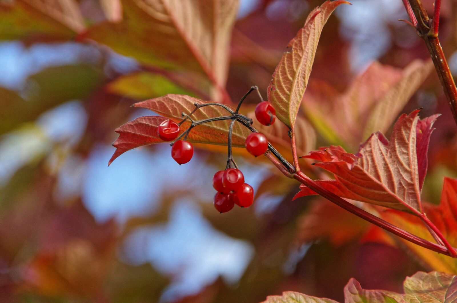 Pentax K-5 sample photo. Leaves, fruit, red fruits photography