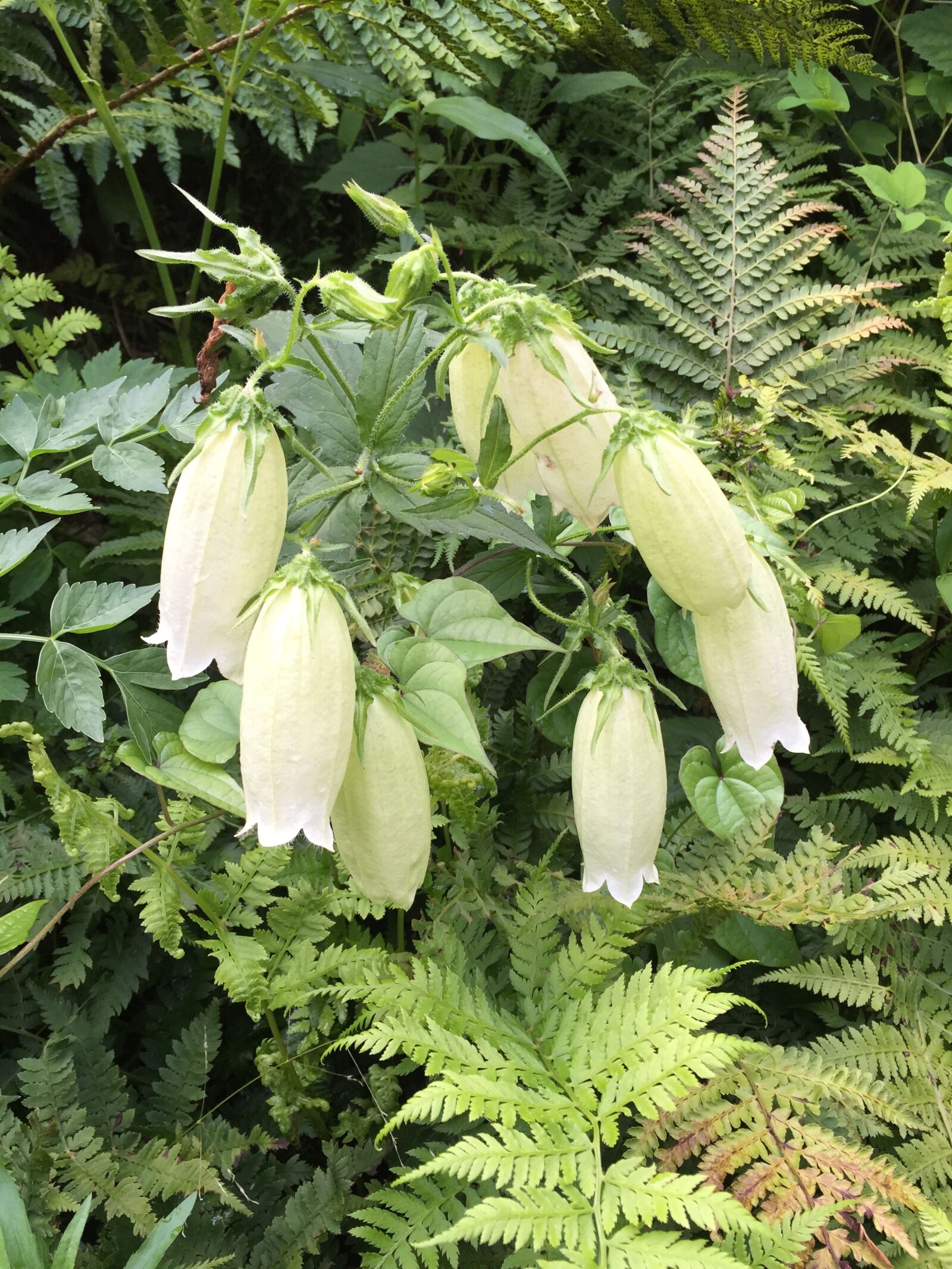 iPhone 6 Plus back camera 4.15mm f/2.2 sample photo. Flowers, plants, nature photography