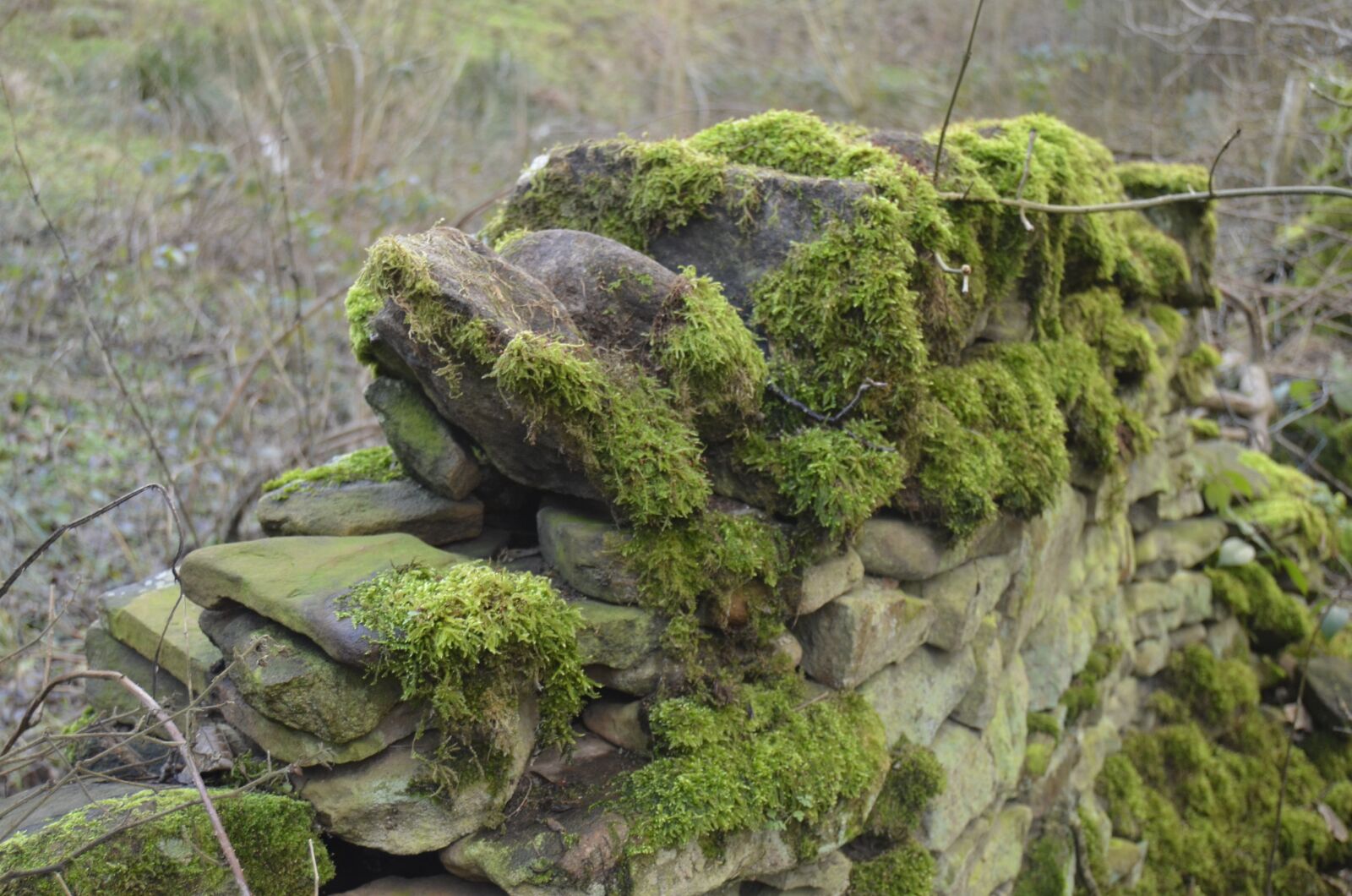 Nikon D5100 sample photo. Moss, stone, wall photography