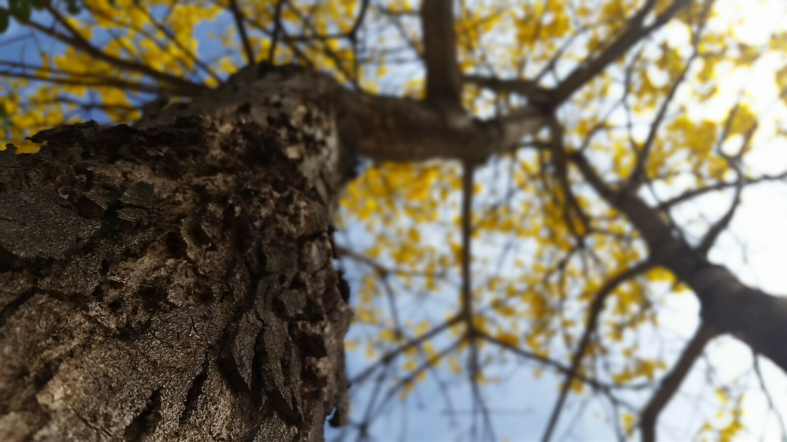 Samsung Galaxy S5 sample photo. Yellow ipê, tree, nature photography