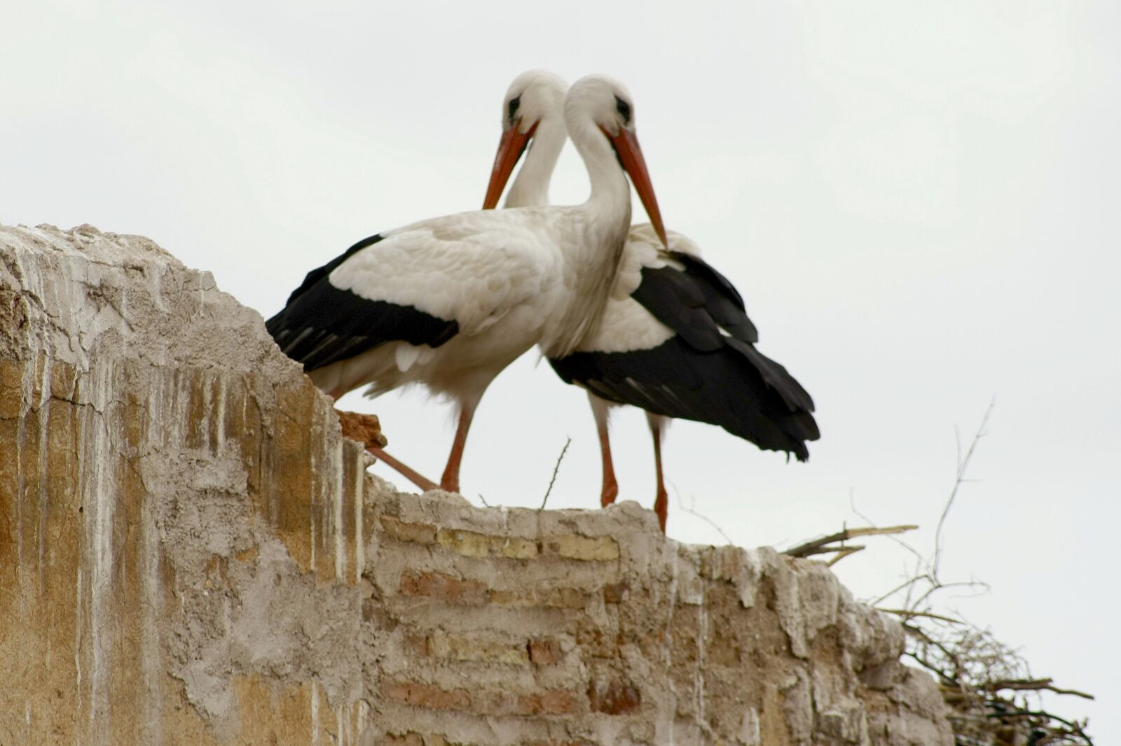 Canon EOS 1000D (EOS Digital Rebel XS / EOS Kiss F) sample photo. Storks, marrakech, love game photography