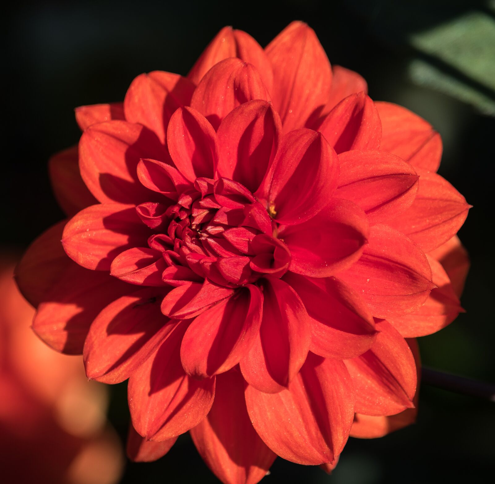 Canon EF-S 55-250mm F4-5.6 IS STM sample photo. Dahlia, blossom, bloom photography
