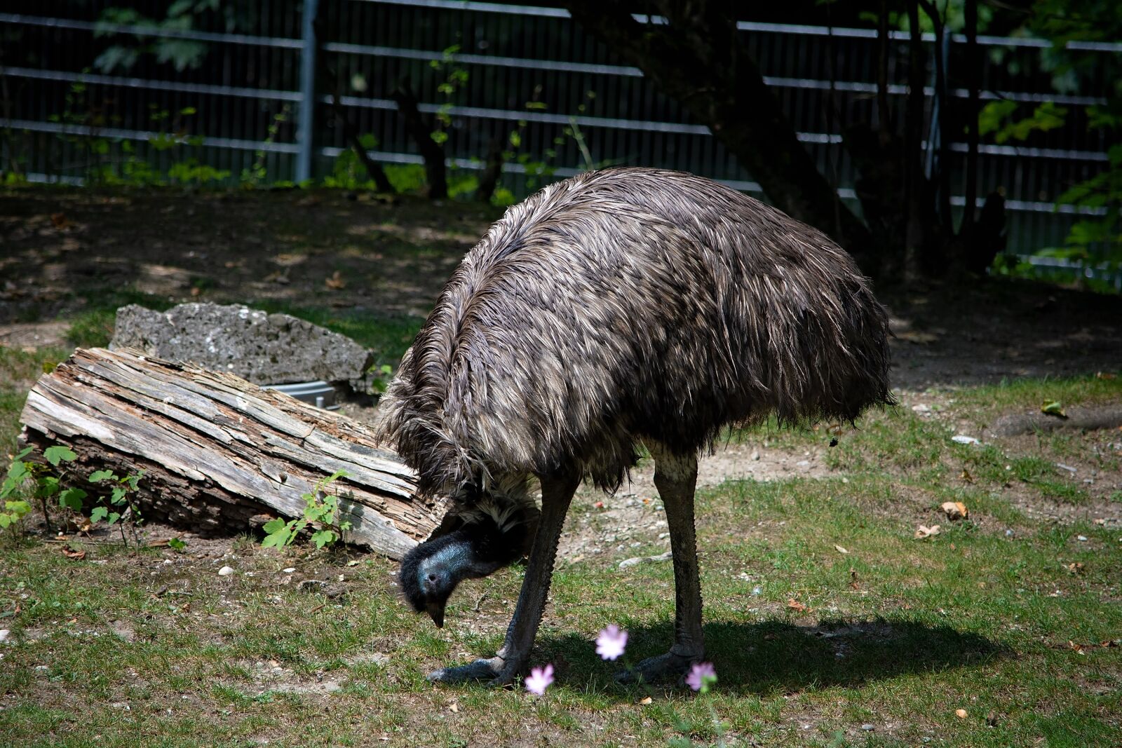 Nikon D7100 sample photo. Emu, bird, animal photography