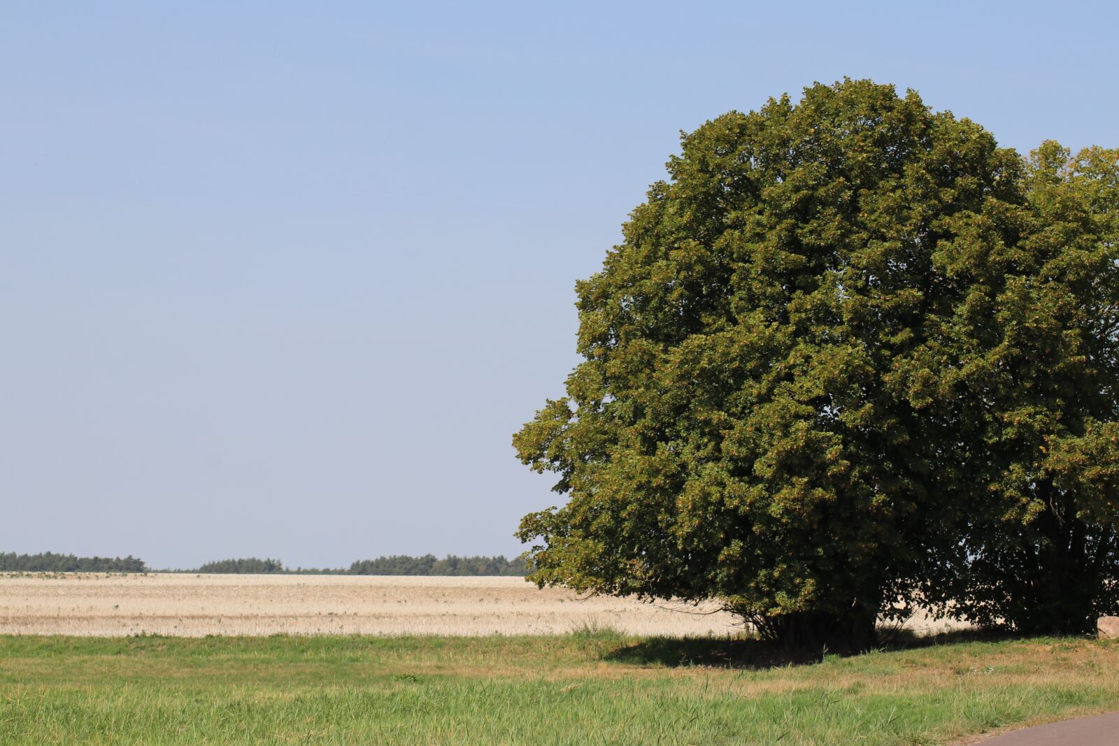 Canon EOS 80D sample photo. Tree, landscape, wide photography